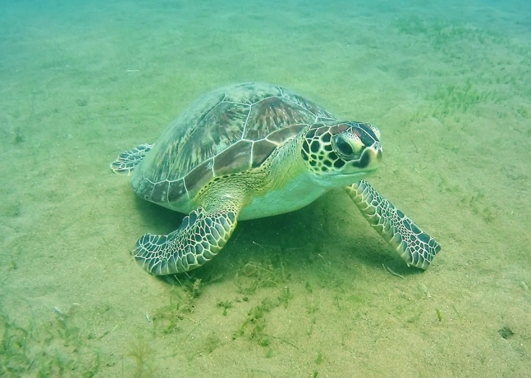 Où voir des tortues marines en Guadeloupe en respectant la nature
